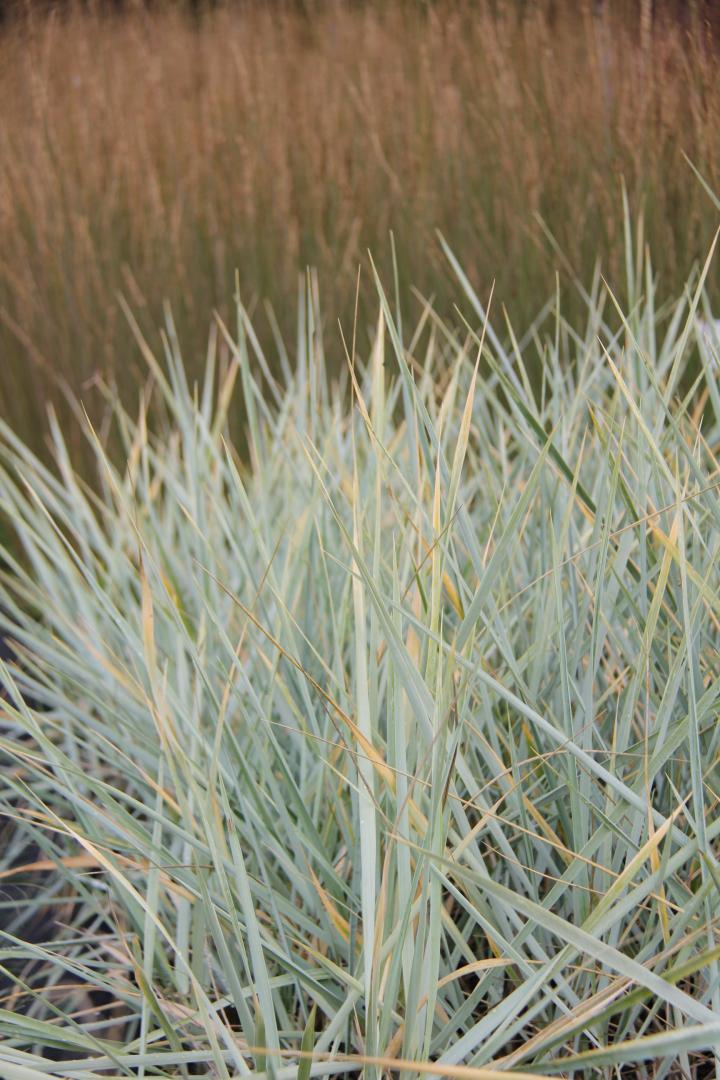 Leymus arenarius 'Blue Dune'