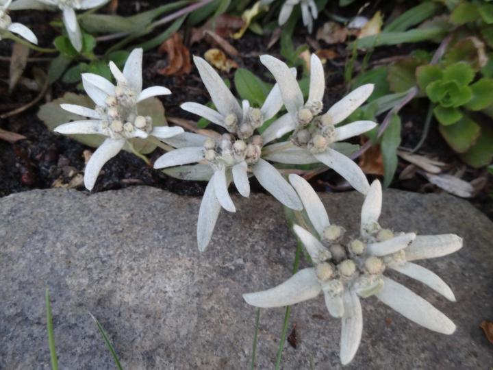 Leontopodium alpinum