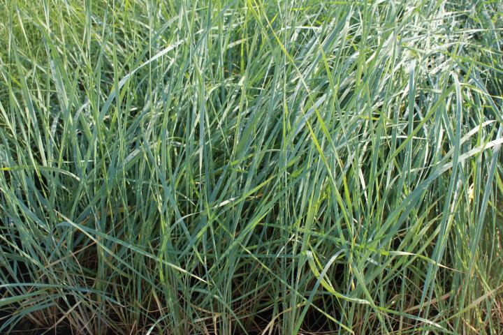Leymus arenarius
