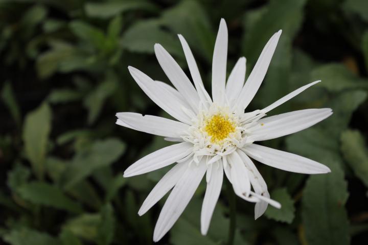Leucanthemum  'Christine Hagemann'