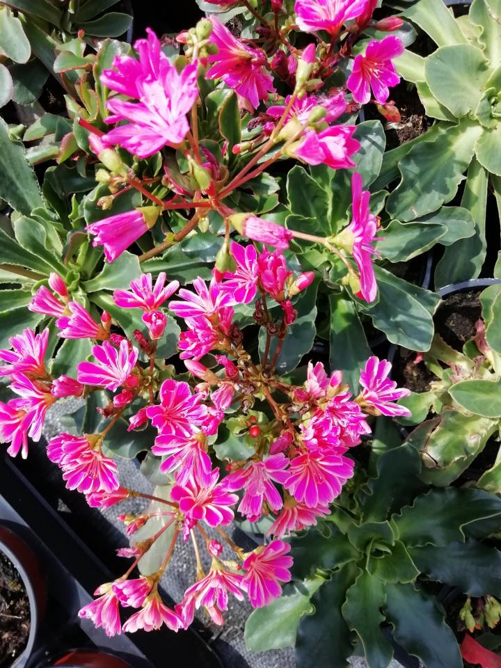 Lewisia cotyledon