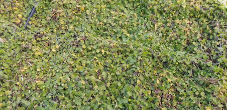 Leptinella dioica 'Minima'