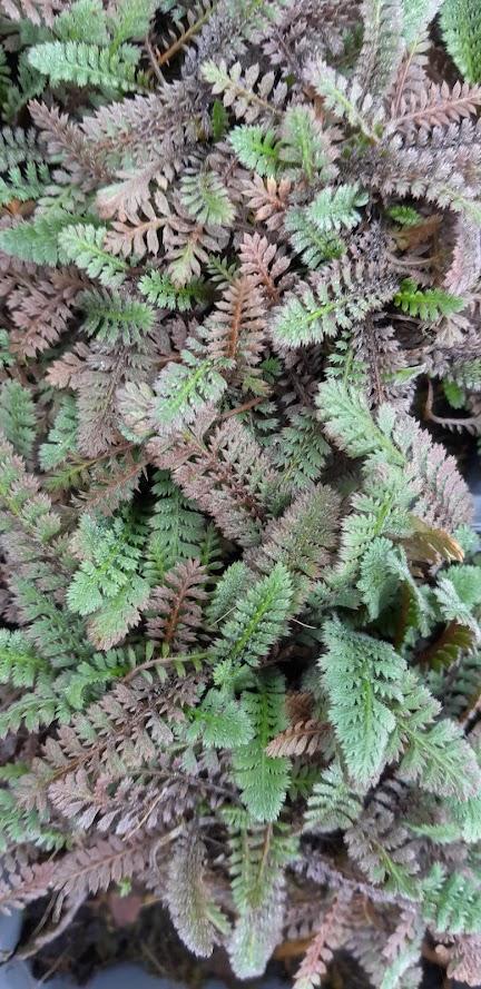 Leptinella potentillina