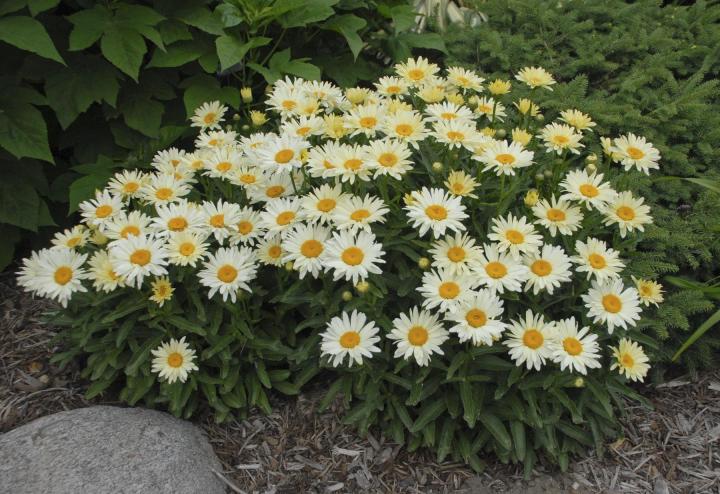 Leucanthemum superbum (x) 'Banana Cream'
