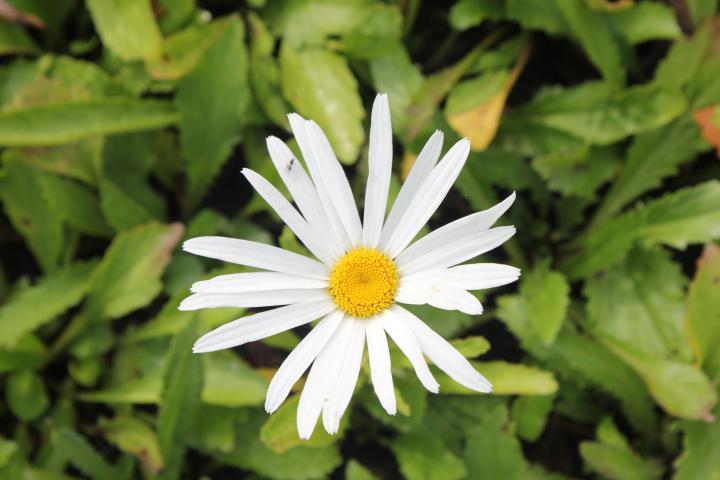Leucanthemum  'Silberprinzesschen'