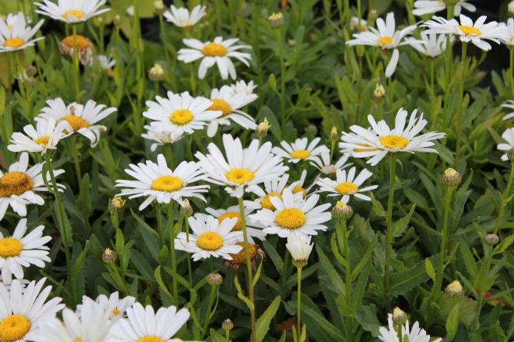 Leucanthemum 'Snow Lady'