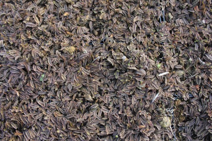 Leptinella squalida 'Platt's Black'