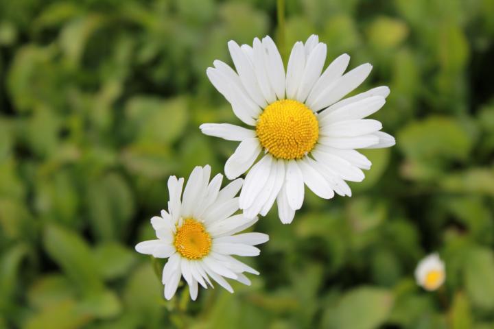 Leucanthemum vulgare 'Maikönigin'