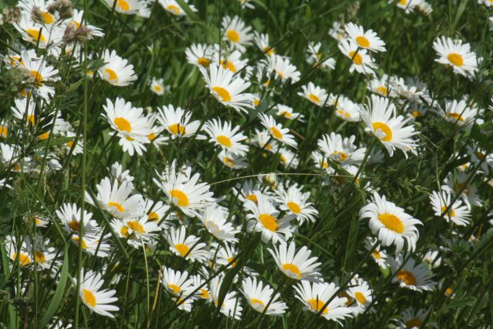 Leucanthemum vulgare