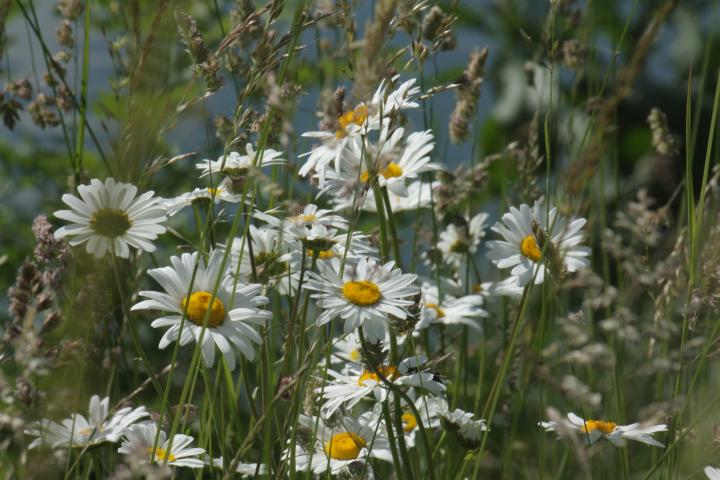 Leucanthemum vulgare