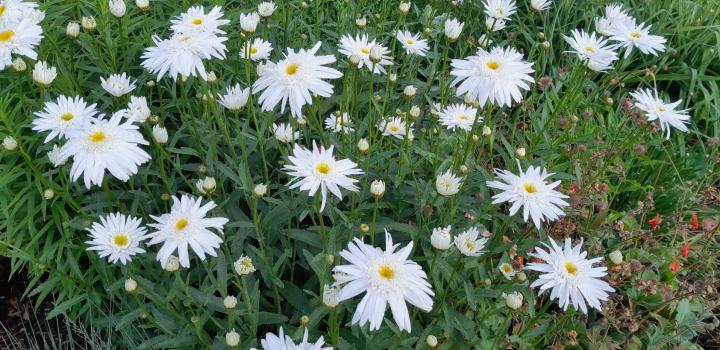 Leucanthemum  'Wirral Supreme'