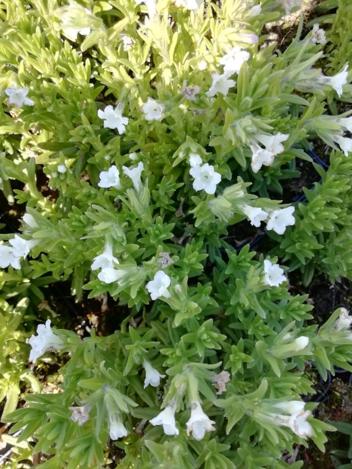 Lithodora diffusa 'Alba'
