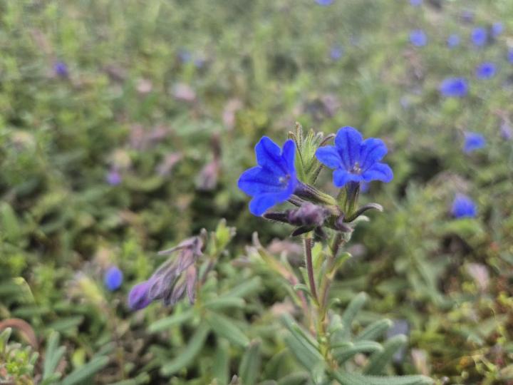 Lithodora diffusa 'Compact Blue'
