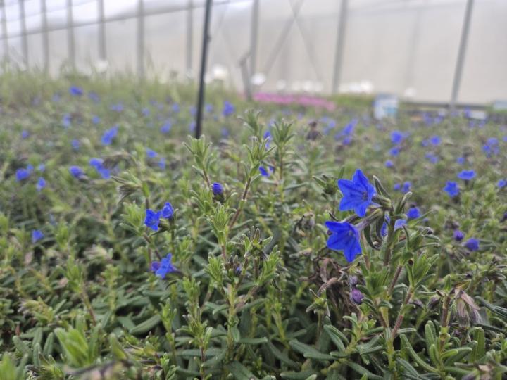 Lithodora diffusa 'Compact Blue'