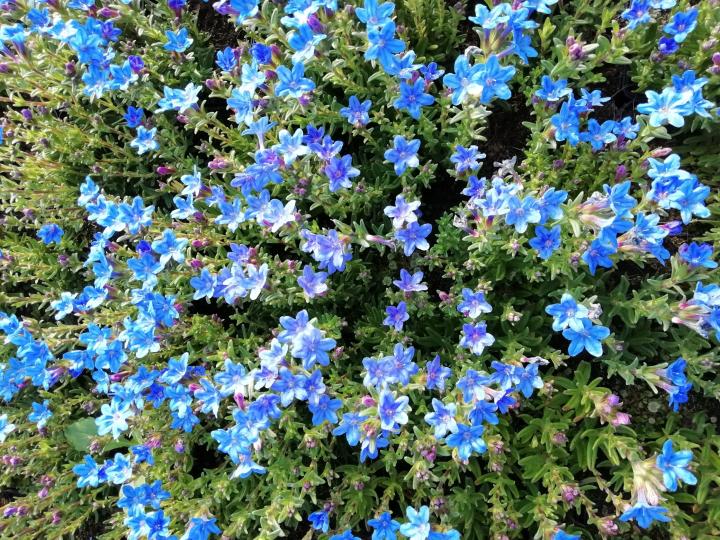 Lithodora diffusa 'Heavenly Blue'