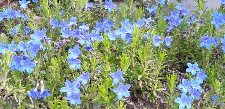 Lithodora diffusa 'Heavenly Blue'