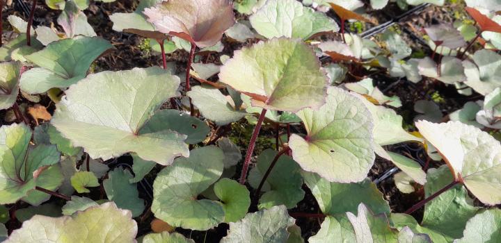 Ligularia dentata 'Midnight Lady'