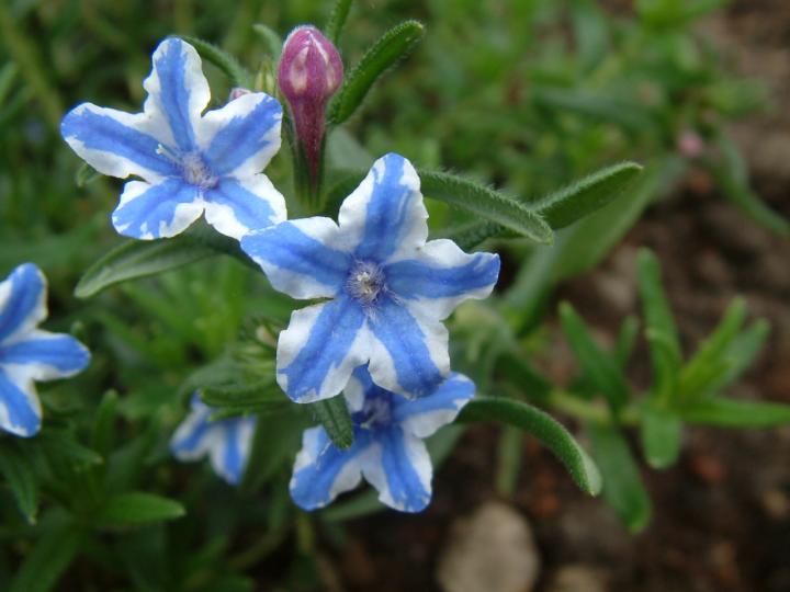 Lithodora diffusa 'Star'