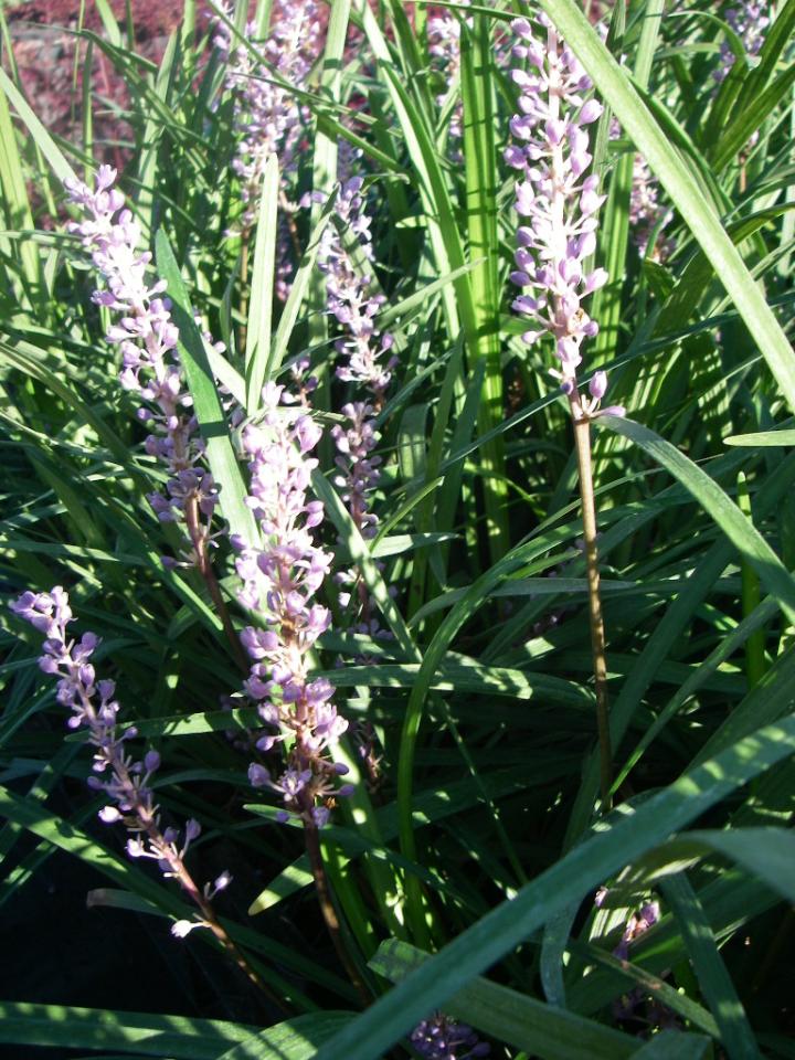 Liriope muscari 'Big Blue'