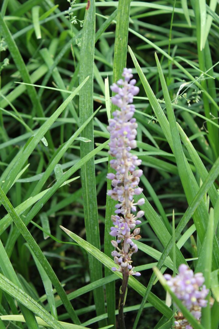 Liriope muscari 'Evergreen Giant'