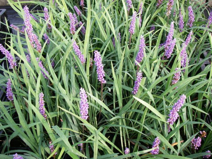Liriope muscari 'Ingwersen'