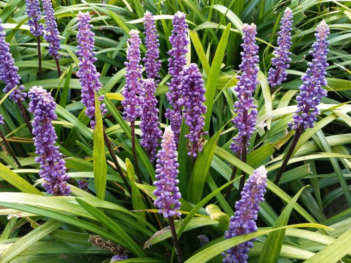 Liriope muscari 'Ingwersen'
