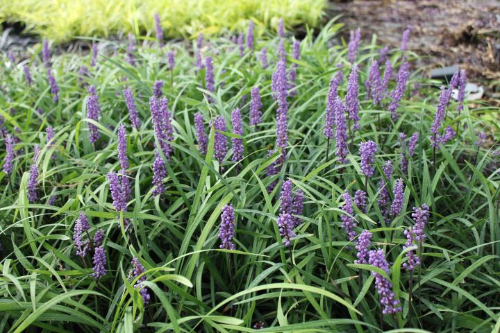 Liriope muscari 'Moneymaker'
