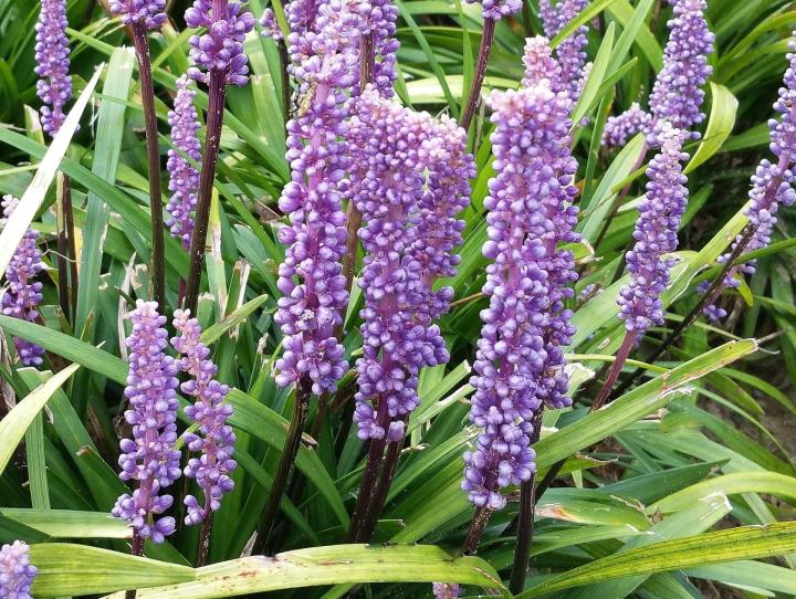 Liriope muscari 'Moneymaker'