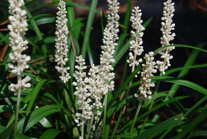 Liriope muscari 'Monroe White'