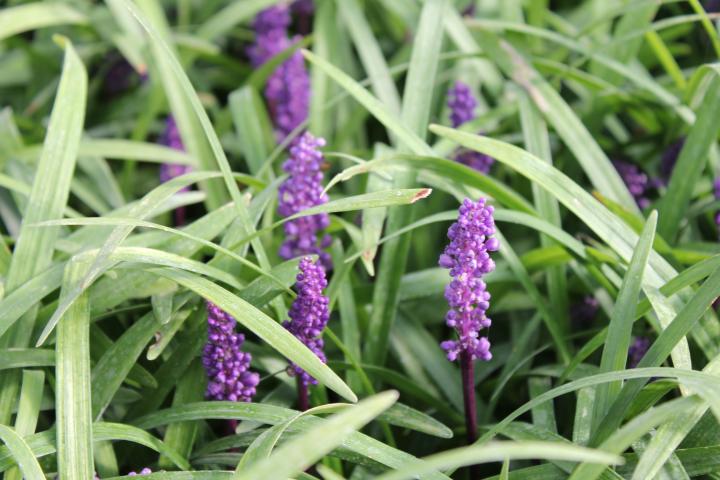 Liriope muscari 'Royal Purple'