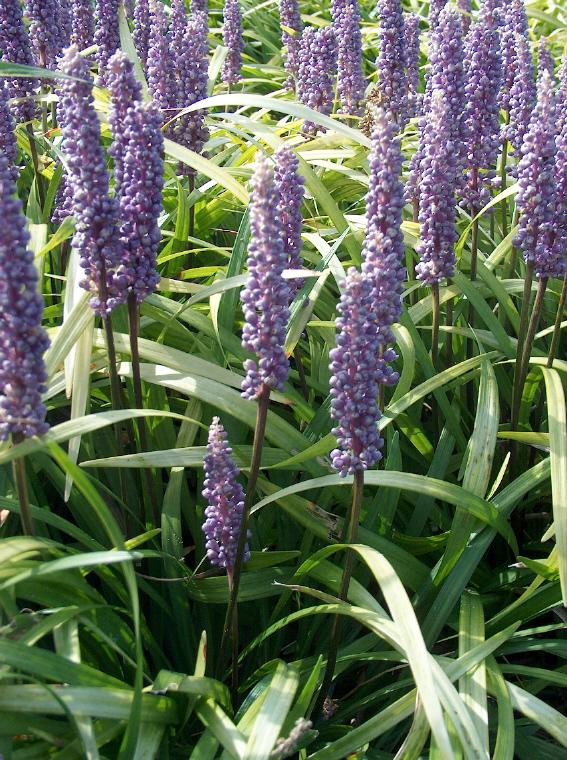 Liriope muscari