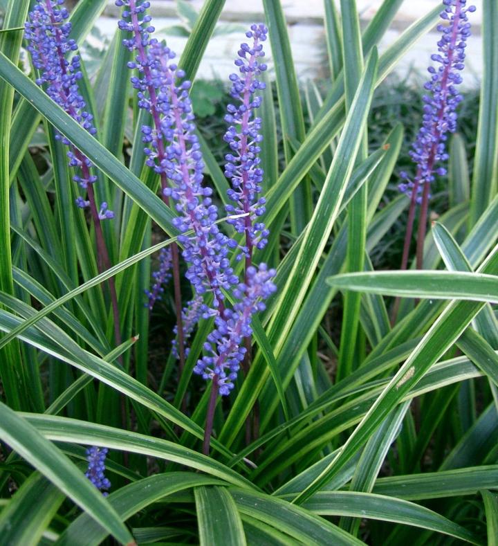 Liriope muscari 'Variegata'