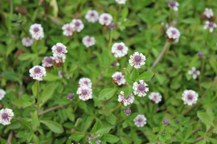 Lippia nodiflora (Phylla nodiflora)