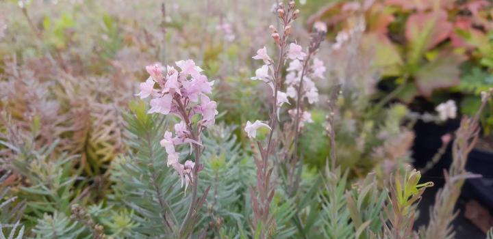 Linaria purpurea 'Canon J.Went'