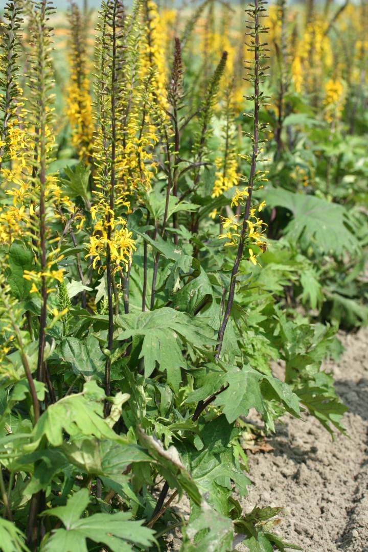 Ligularia przewalskii