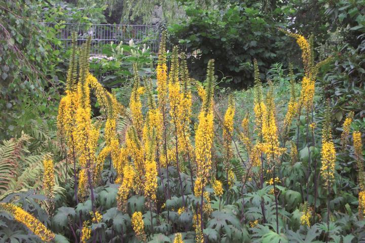 Ligularia przewalskii