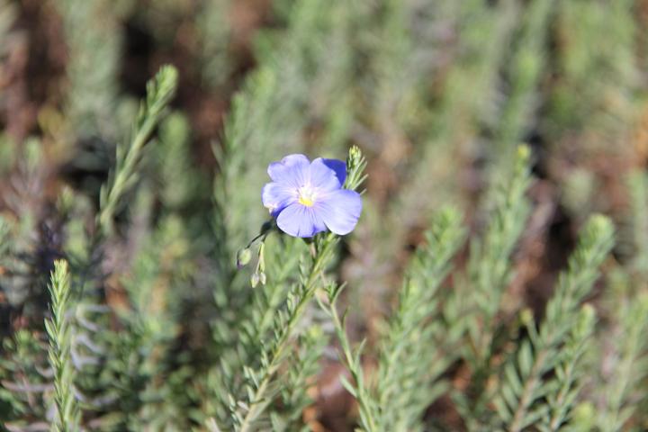 Linum perenne 'Saphir'