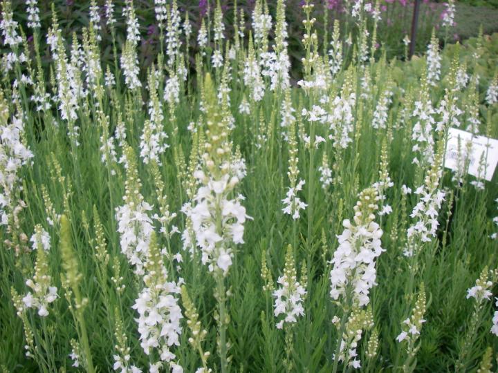 Linaria purpurea 'Springside White'