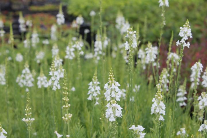 Linaria purpurea 'Springside White'