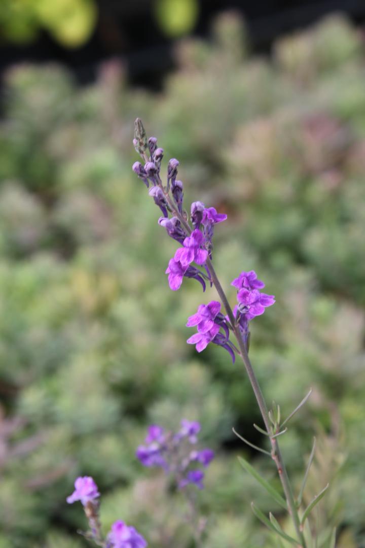 Linaria purpurea