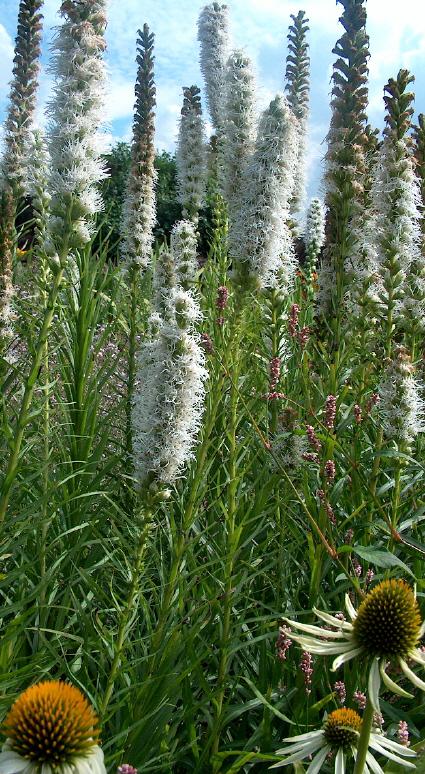 Liatris spicata 'Floristan Weiss'