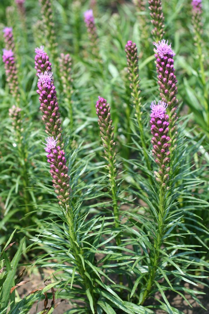 Liatris spicata 'Kobold'