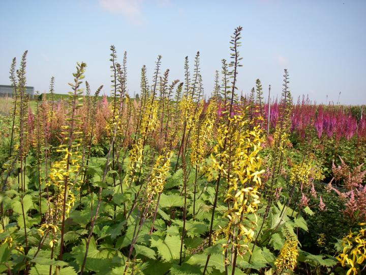 Ligularia stenocephala 'The Rocket'