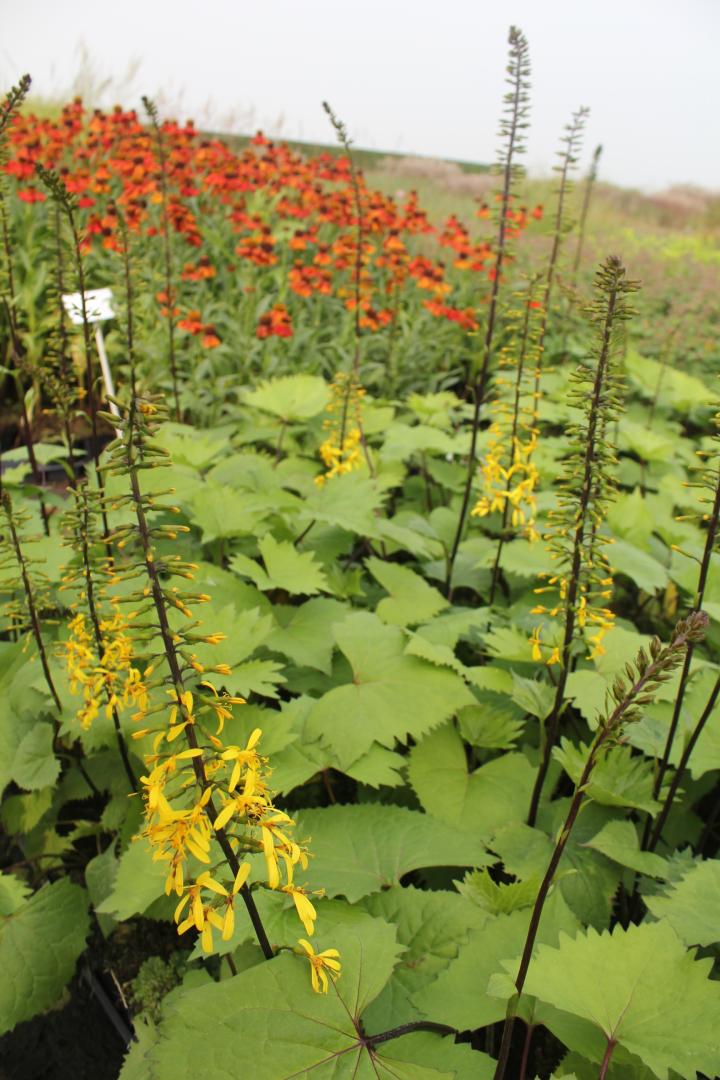 Ligularia stenocephala 'The Rocket'