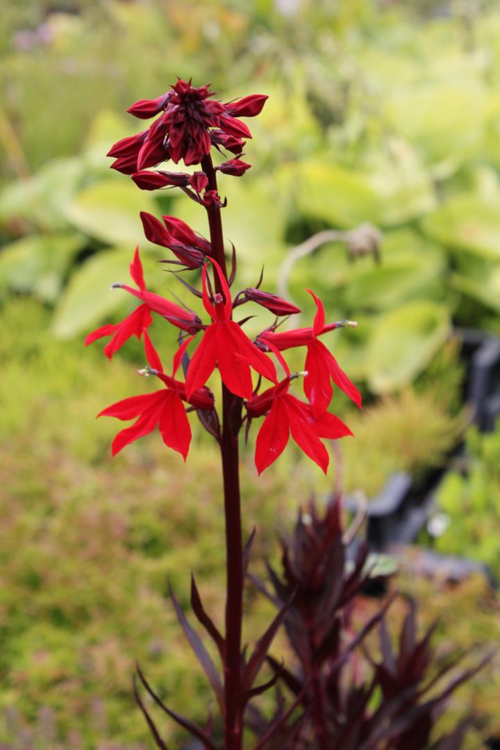 Lobelia cardinalis