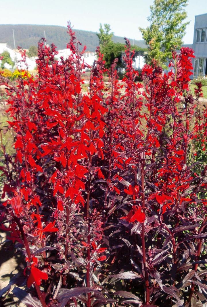 Lobelia fulgens 'Queen Victoria'