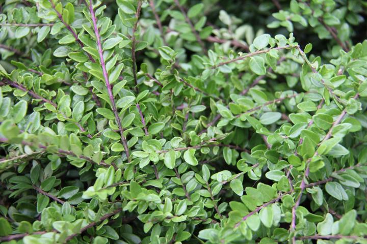 Lonicera nitida 'Maigrün'