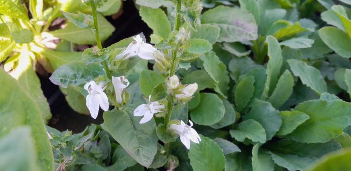 Lobelia siphilitica 'Alba'
