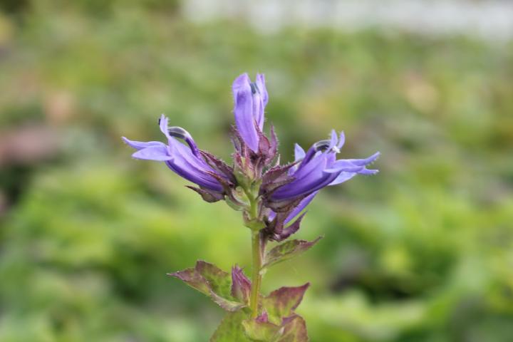 Lobelia siphilitica