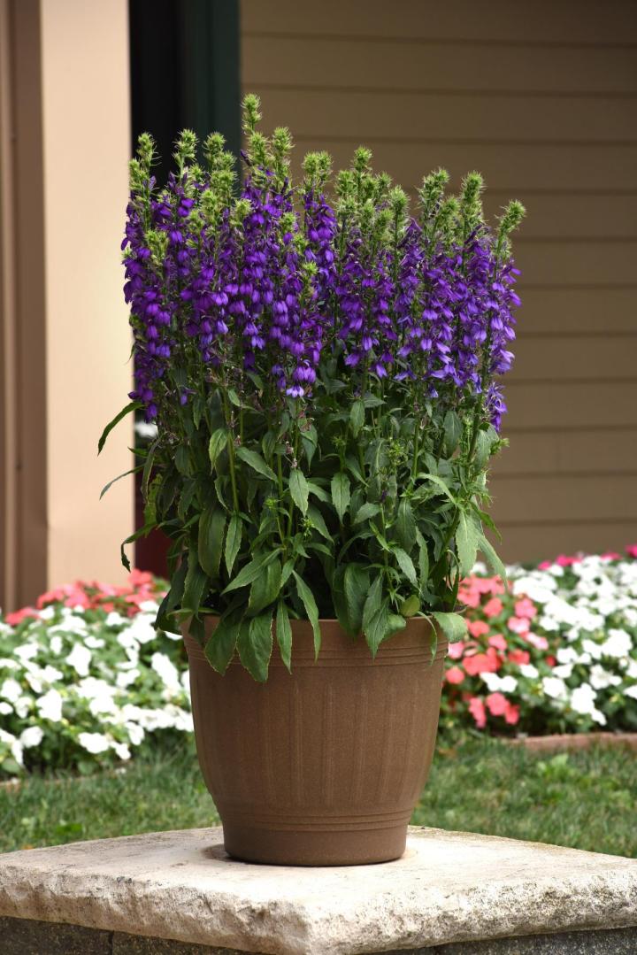 Lobelia speciosa (x) 'Starship Blue'